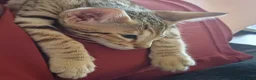 Oriental cats for sale: Tabby oriental  - Advert 2