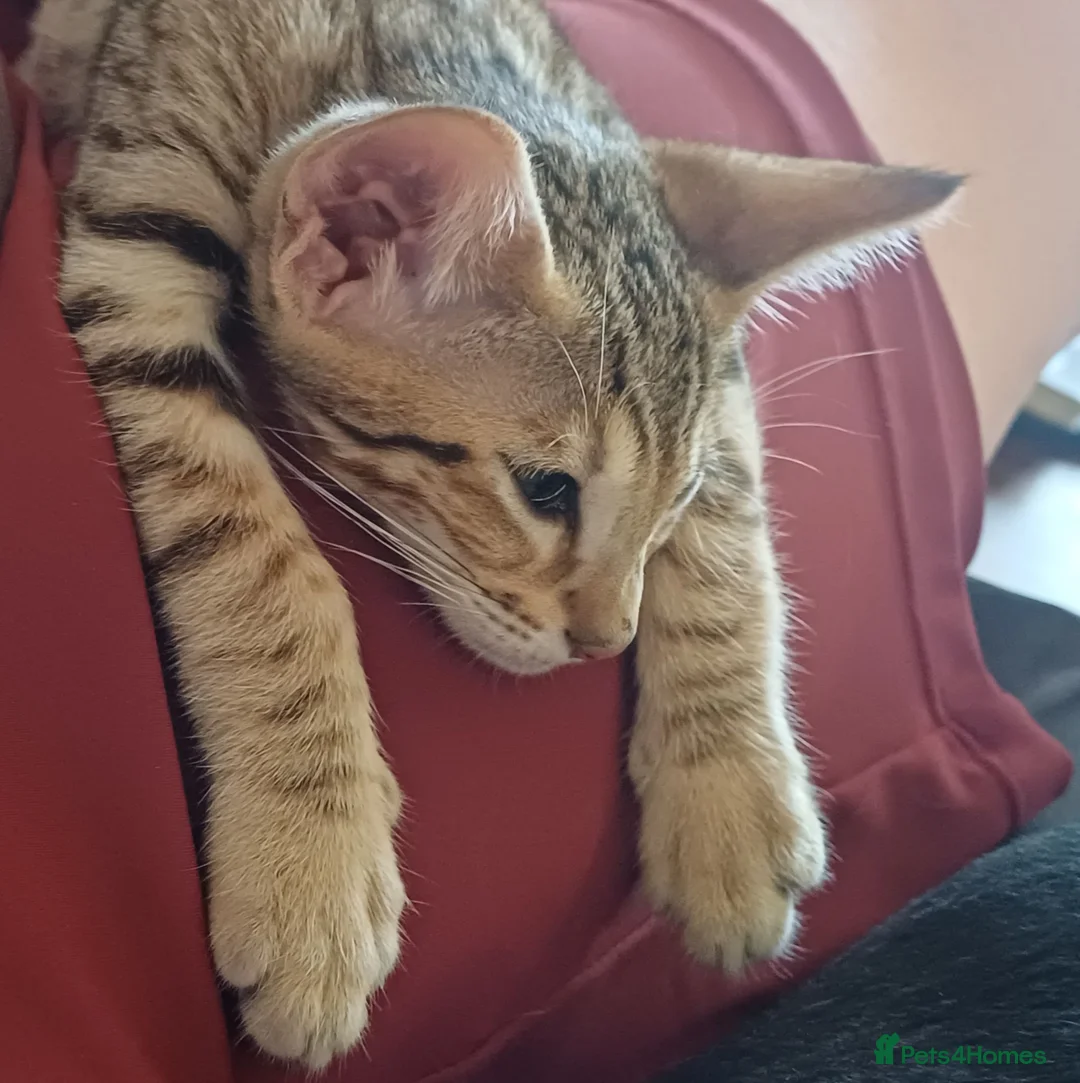 Oriental cats for sale: Tabby oriental  - Advert 2
