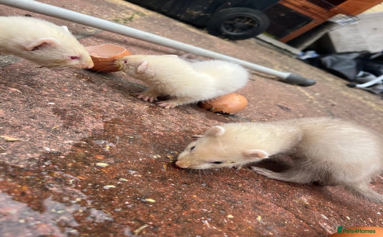 Ferret rodents - Advert 10