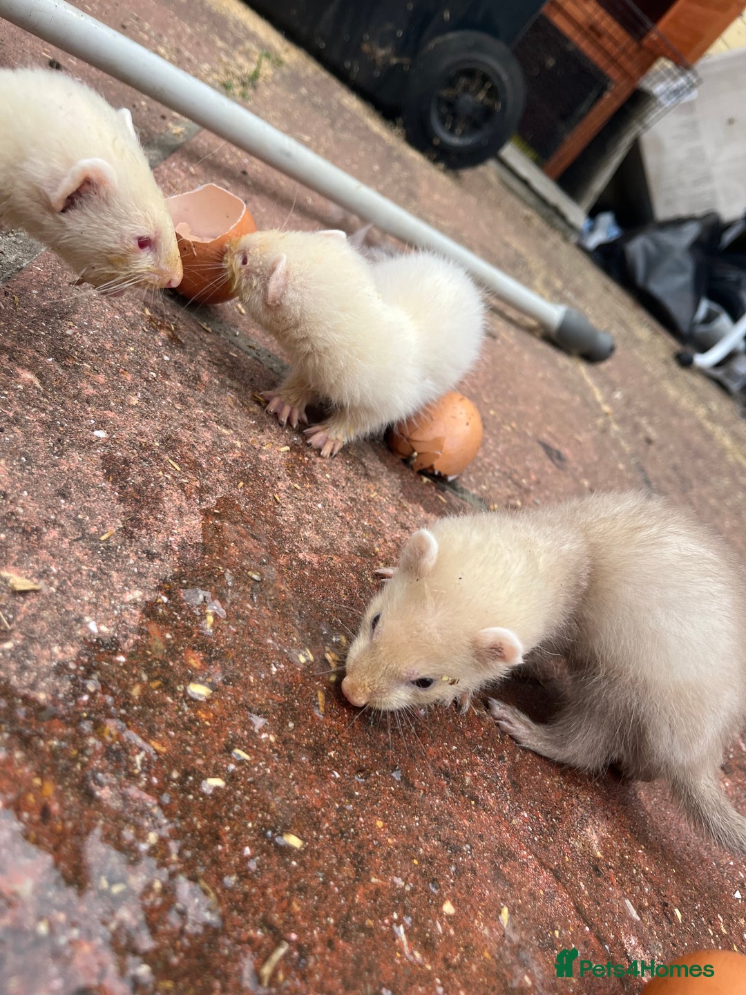 Ferret rodents for sale: Baby ferrets  - Image 1