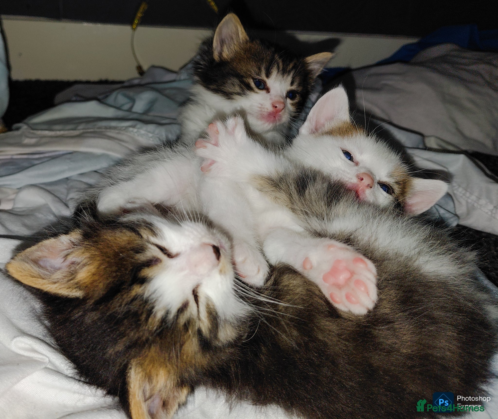 Mixed Breed cats mixed babies for sale  - Advert 23