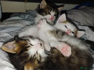 Mixed Breed cats mixed babies for sale - Advert 23