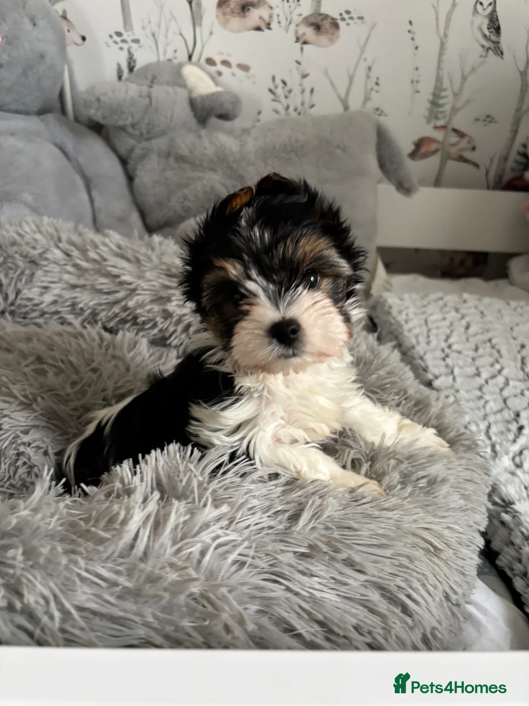 Yorkshire Terrier dogs for sale: 3 VERY SMALL GIRLS LEFT - Advert 3