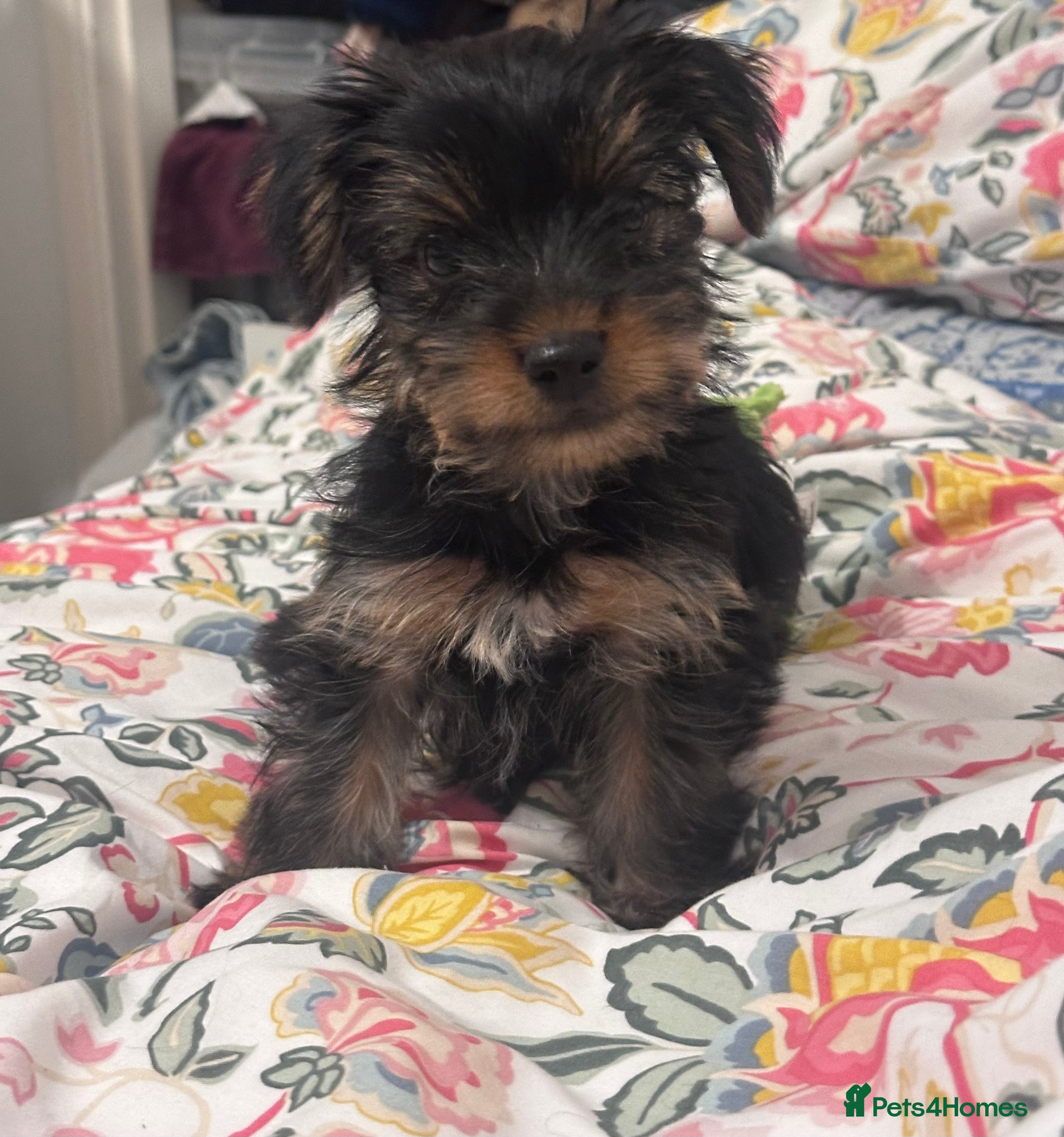 Yorkshire Terrier dogs Adorable Yorkshire Terrier Puppy Ready for Love - Advert 22