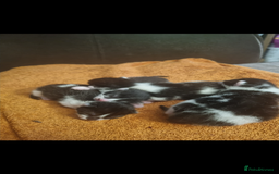 British Shorthair cats for sale: Last girl available ready to leave 13/09! - Image 3