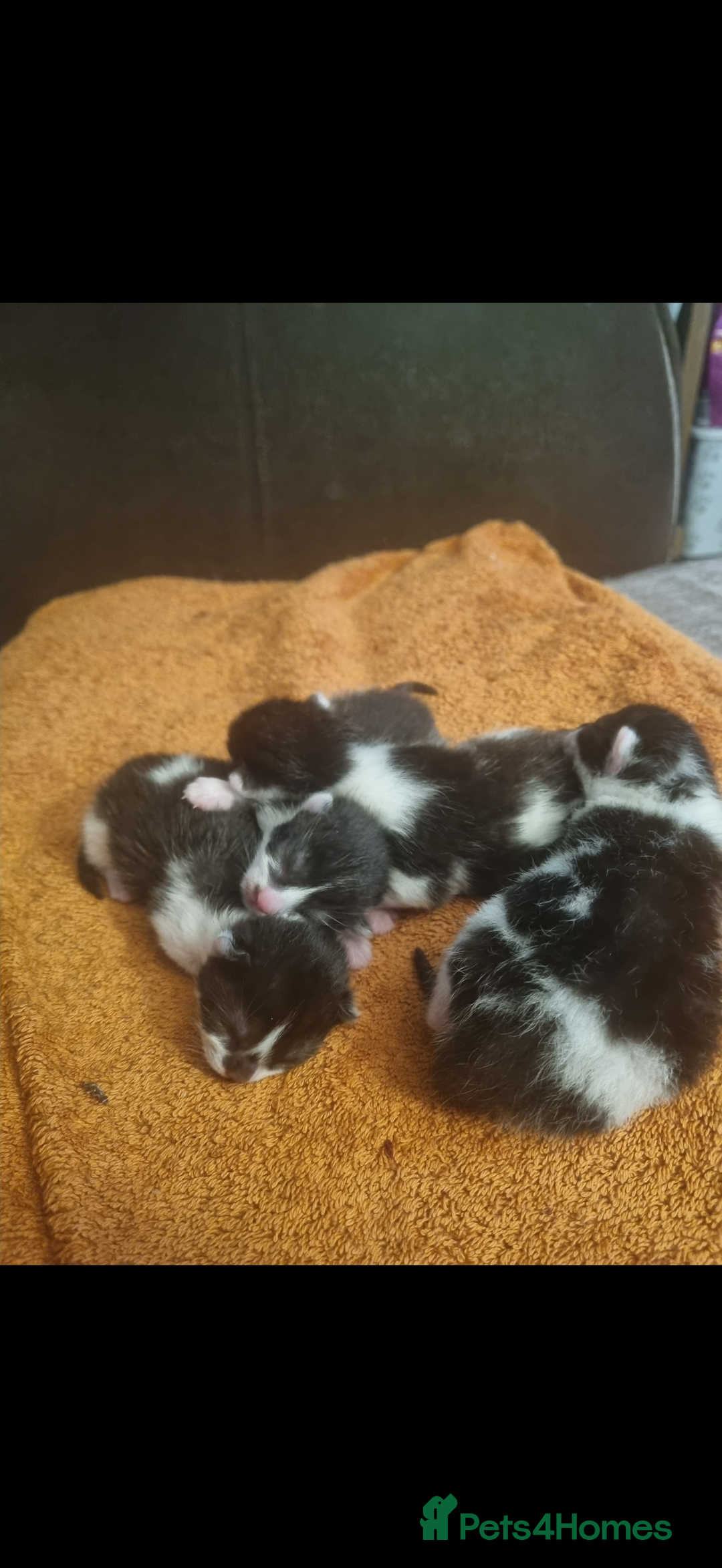 British Shorthair cats for sale: Last girl available ready to leave 13/09! - Image 3