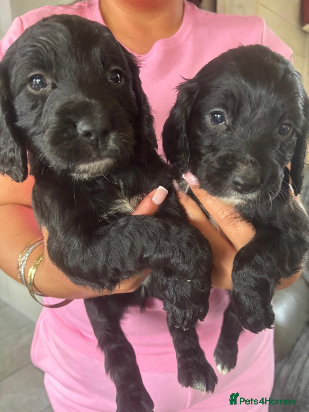 Cocker Spaniel dogs WORKING COCKER SPANIEL PUPS READY LAST 2, 26TH MAY - Advert 14