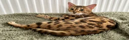 Bengal cats for sale: Beautiful Brown Spotted Bengal Female Wanda - Advert 3