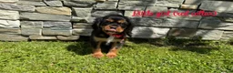 Cavalier King Charles Spaniel dogs for sale: Beautiful health tested cavalier King Charles  - Advert 10