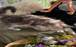 Maine Coon cats for sale: Pedigree registered Maine Coons - Image 15