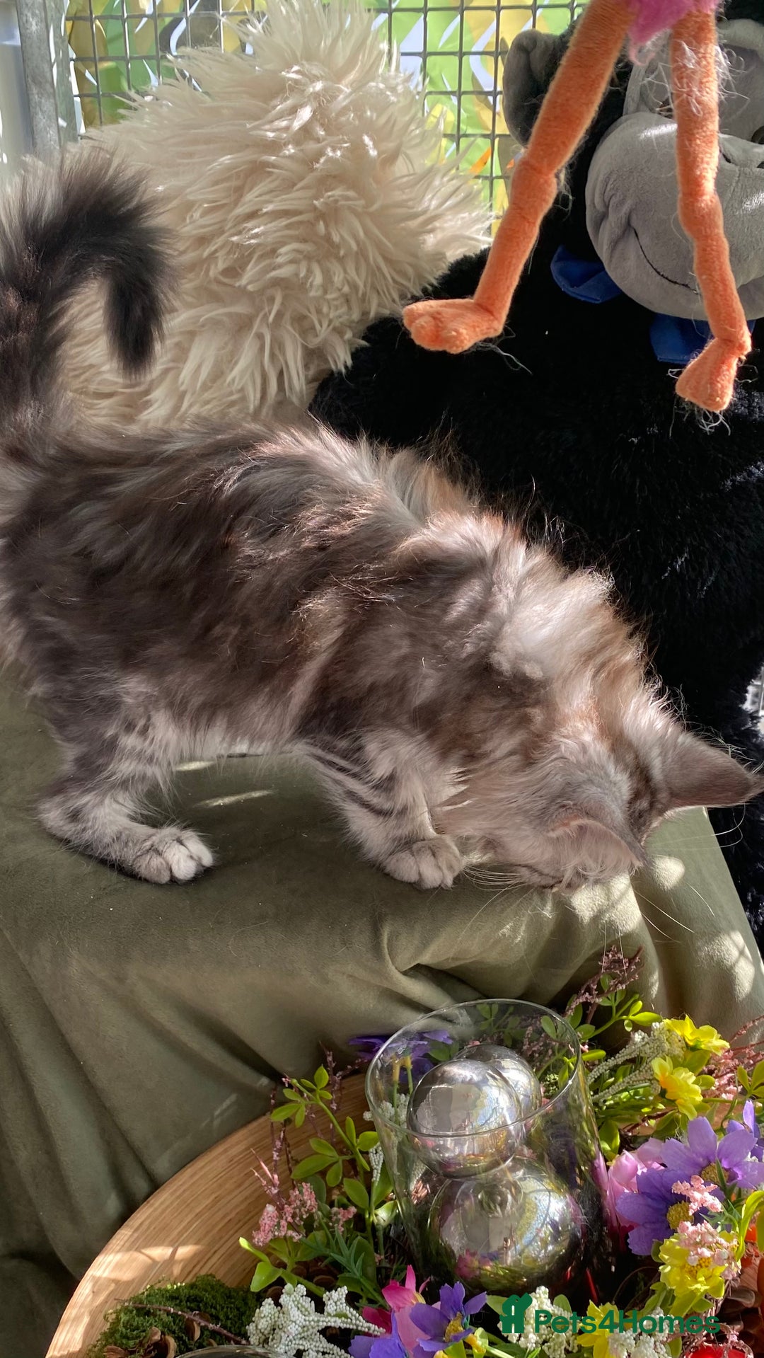 Maine Coon cats for sale: Pedigree registered Maine Coons - Image 15
