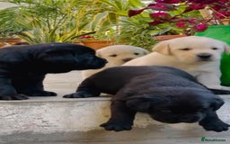 Labrador Retriever dogs for sale: Stunning kc reg Labrador puppies - Image 6