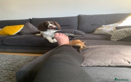 Dragon reptiles for sale: Mia the Beautiful bearded dragon  - Image 27