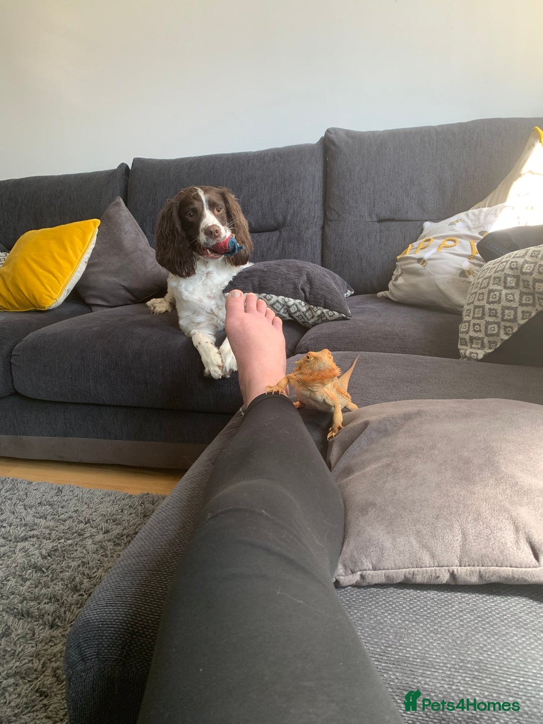 Dragon reptiles for sale: Mia the Beautiful bearded dragon  - Image 27