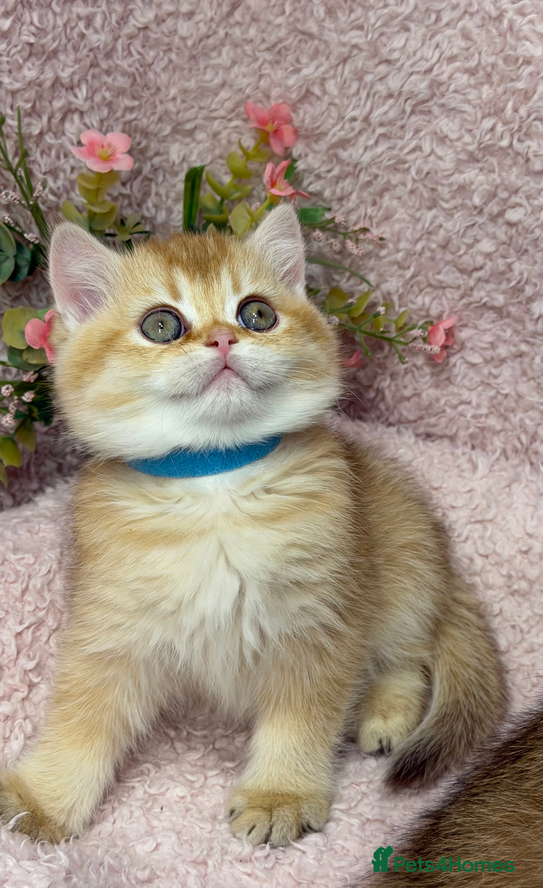 British Shorthair cats British shh golden, silver  GCCF kittens  - Advert 4