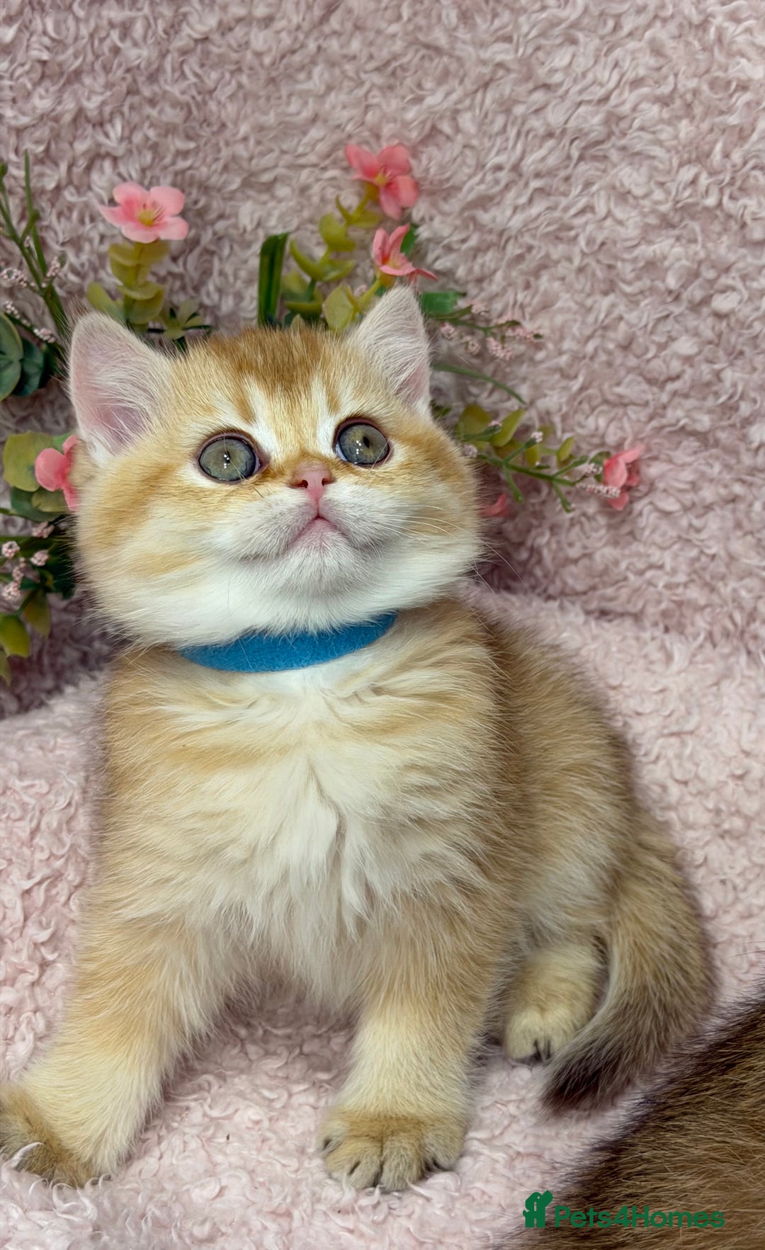 British Shorthair cats for sale: British shh golden, silver  GCCF kittens  - Advert 8