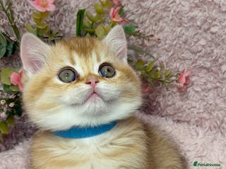 British Shorthair cats British shh golden, silver GCCF kittens - Advert 4