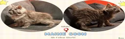 Maine Coon cats for sale: Pedigree Maine Coon kittens in Manchester - Advert 9