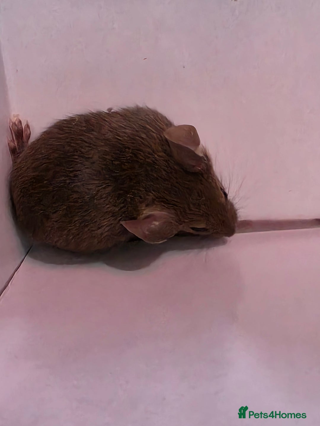 Mouse rodents for sale: Male and female mice  - Advert 11