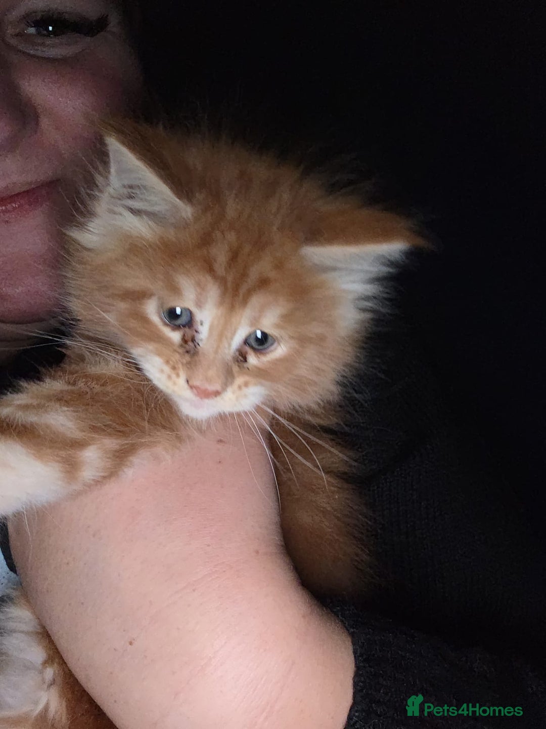 Maine Coon cats for sale: Russian /xxl maine coon - Advert 8