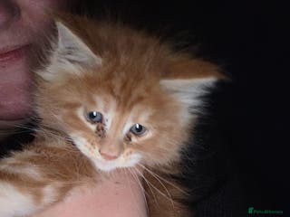 Maine Coon cats Russian /xxl maine coon - Advert 2