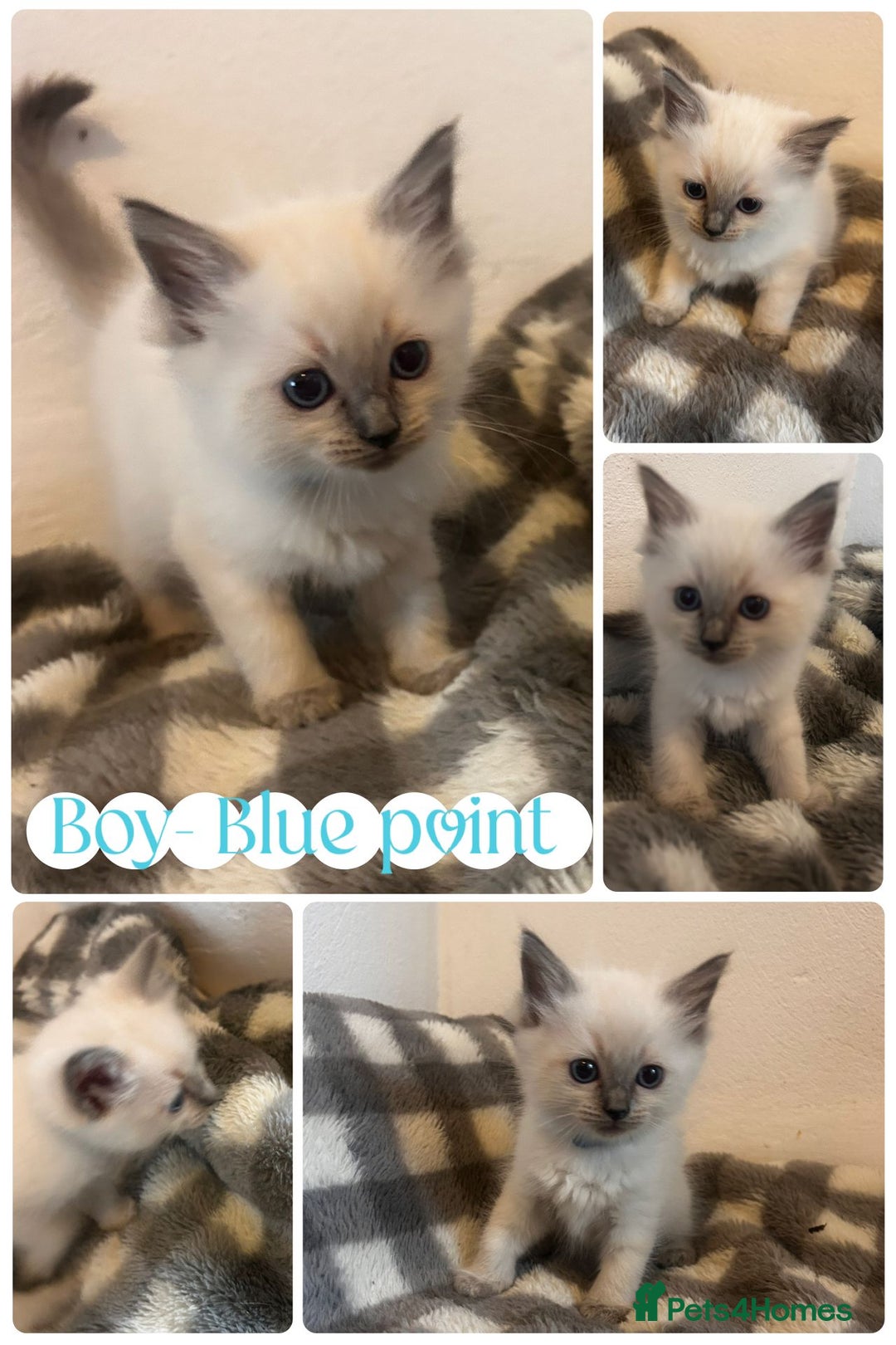 Ragdoll cats for sale: Pedigree Ragdoll Kittens HCM/PKD clear  - Image 7