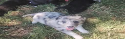 Border Collie dogs for sale: Traditional Border Collie Puppies in Shrewsbury - Advert 2