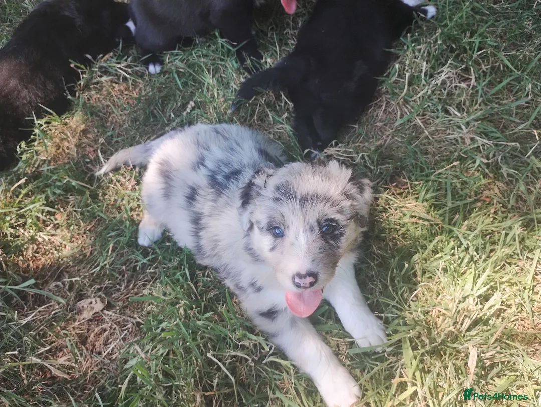 Border Collie dogs for sale: Traditional Border Collie Puppies in Shrewsbury - Advert 2
