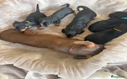 Dachshund dogs for sale: Dachshund  - Image 21