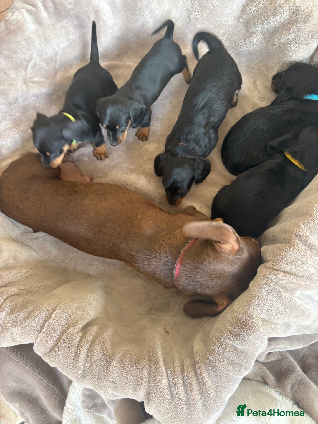 Dachshund dogs for sale: Dachshund  - Image 21
