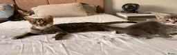 Domestic Shorthair cats for sale: Adorable Male kittens - Advert 8