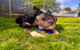 Bull Terrier dogs for sale: Bull terrier  - Image 1