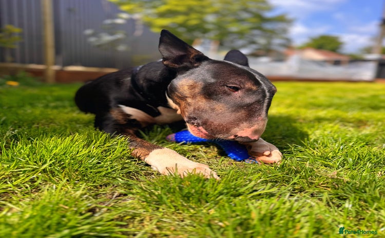 Bull Terrier dogs - Advert 1