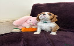 Cavalier King Charles Spaniel dogs for sale: Ready to go 🐶 Cavalier King Charles Spaniels - Image 21