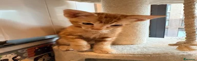 Milo