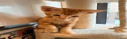 Bengal cats for sale: Two Gorgeous Ginger Kittens – Loving Homes 🐾 - Advert 3