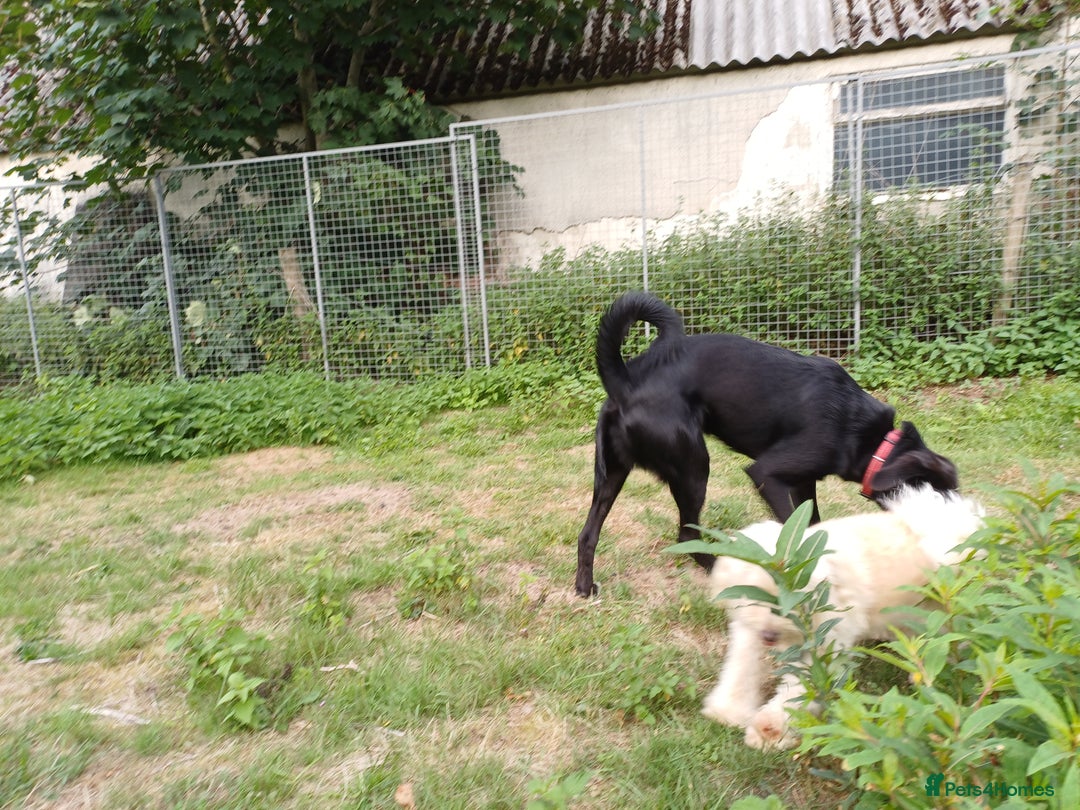 Mixed Breed dogs for adoption: An Adorable Labrador cross Boy - for a Loving Home - Image 3