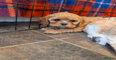 Cavachon dogs - Advert 2