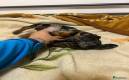 Miniature Dachshund dogs for sale: Miniature Dachshund KC last girl - Image 29