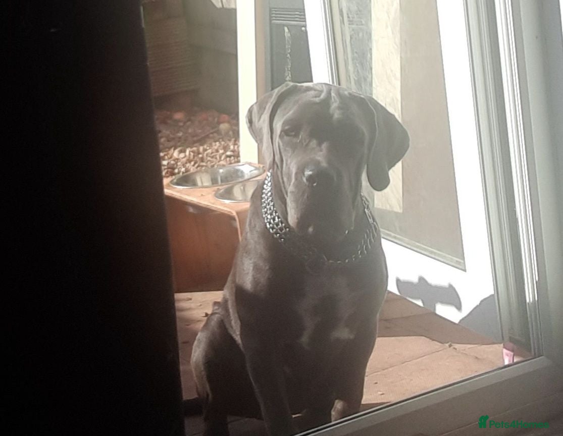 Cane Corso dogs Stunning Blue-Grey Cane Corso Female  - Advert 16
