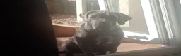 Cane Corso dogs for sale: Stunning Blue-Grey Cane Corso Female  - Advert 1