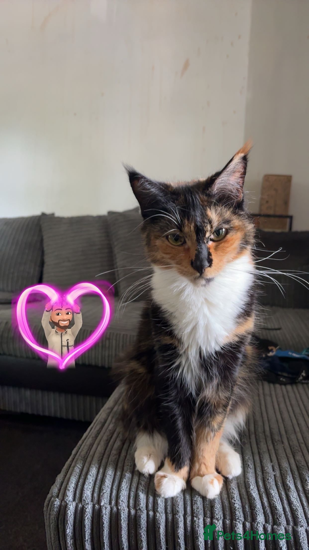 Maine Coon cats 2yrs Maine Coon Female looking for a home - Advert 9