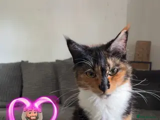 Maine Coon cats 2yrs Maine Coon Female looking for a home - Advert 9