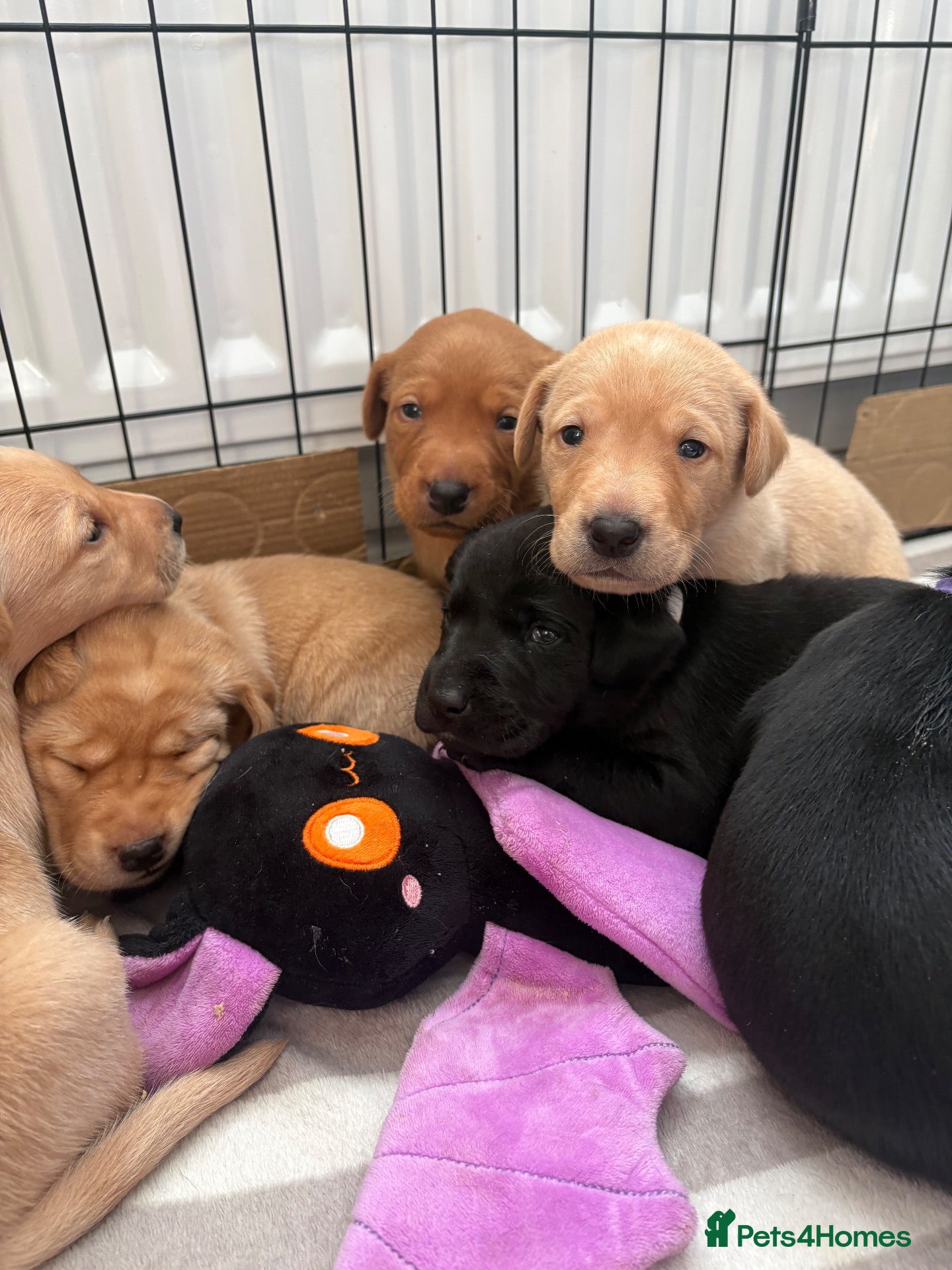 Labrador Retriever dogs 6 outstanding working Labrador retriever pups - Advert 18
