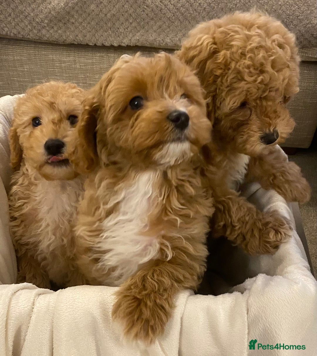 Cavapoo dogs for sale: RED & WHITE CAVAPOO PUPPIES TOP QUALITY BREEDER - Advert 23