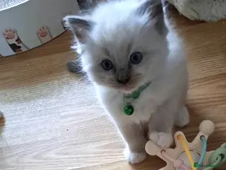 Ragdoll cats Agilamour kittens GCCF registered - Advert 3