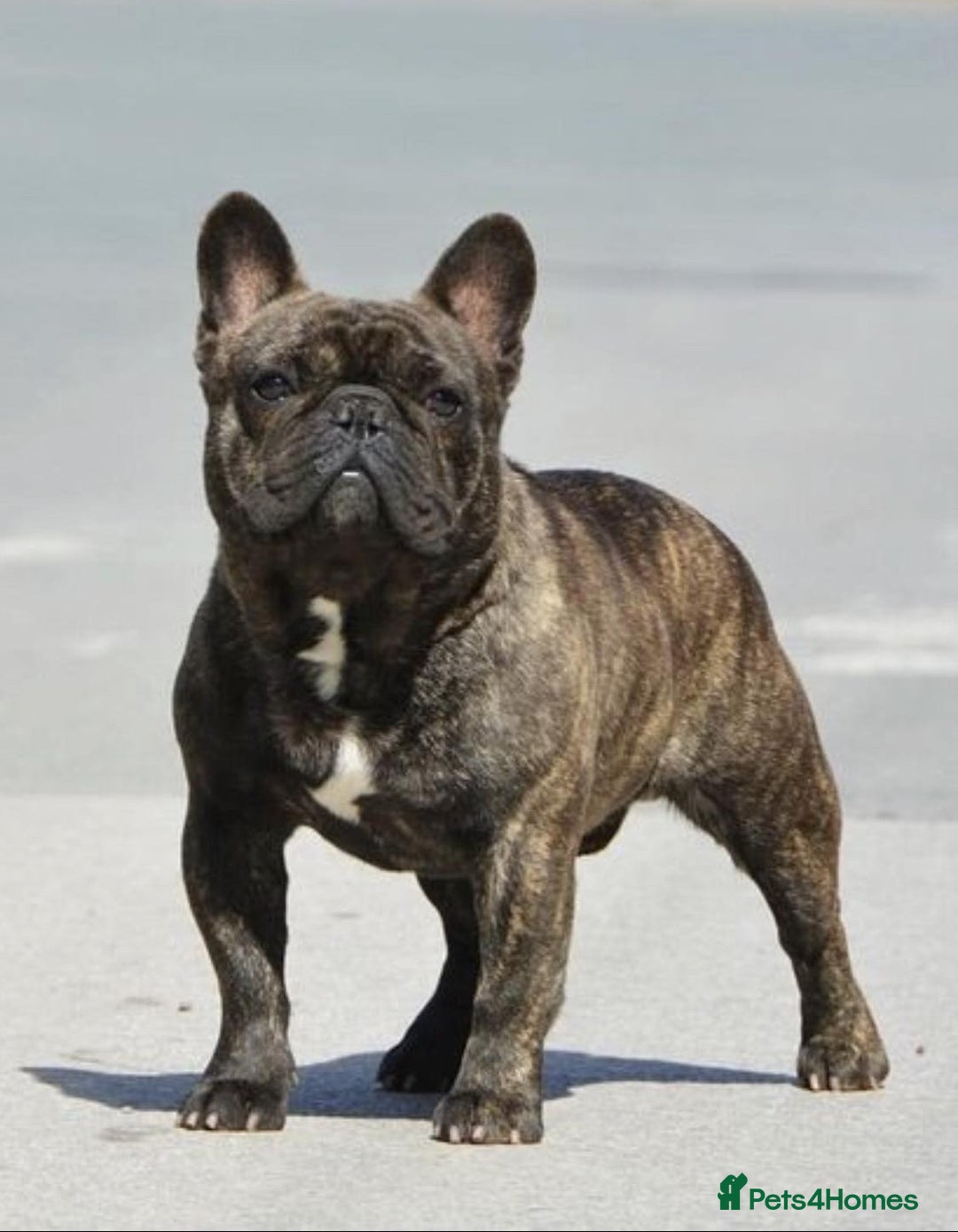 French Bulldog dogs for stud: INTERNATIONAL CHAMPION French Bulldog for STUD - Advert 13