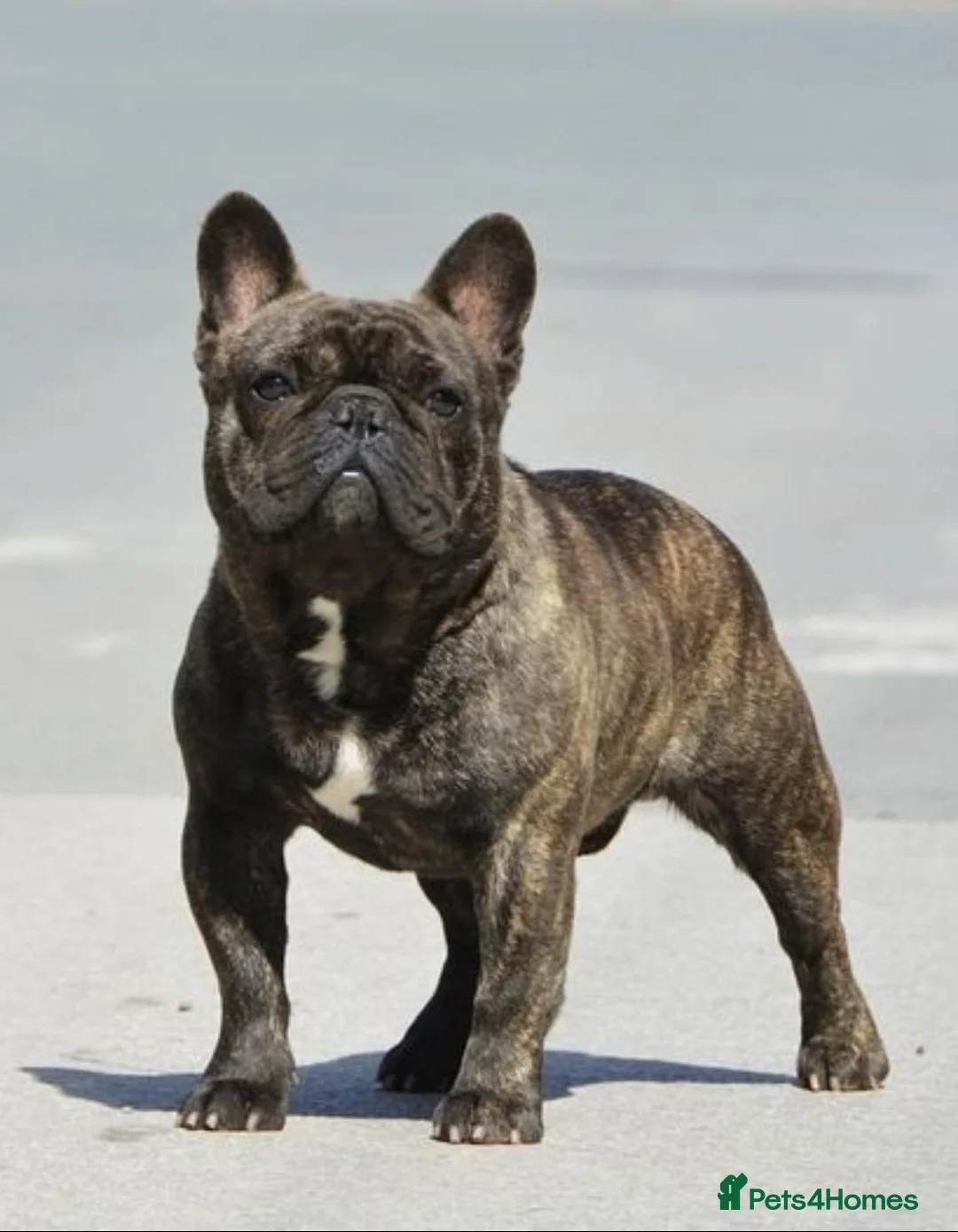 French Bulldog dogs for stud: INTERNATIONAL CHAMPION French Bulldog for STUD - Advert 13