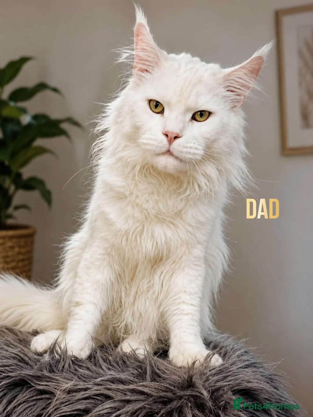 Maine Coon cats for sale: Rare Silver Shaded TICA Maine Coon Kittens in Canvey Island - Advert 17