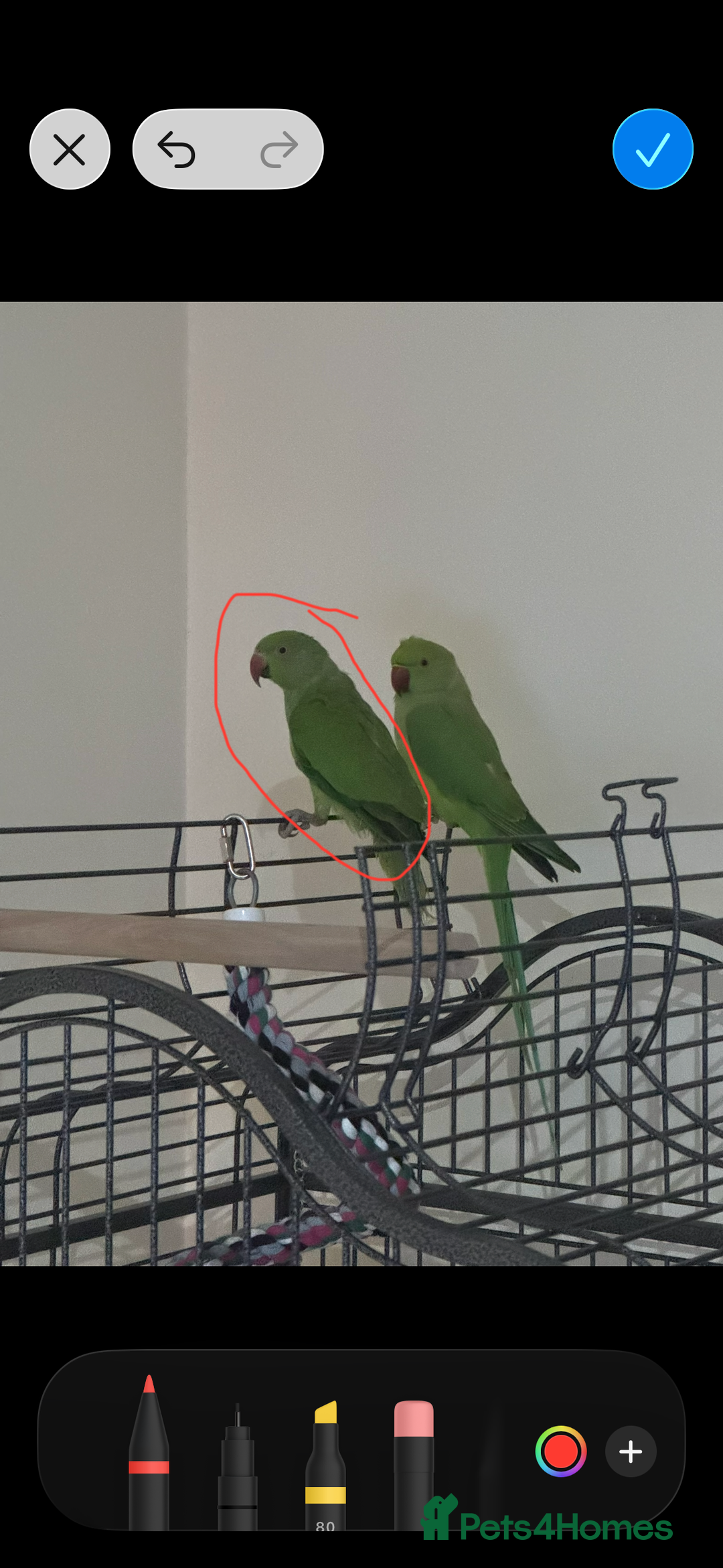 Ringnecks birds for sale: Ring neck male  - Advert 2